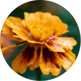 Lutein